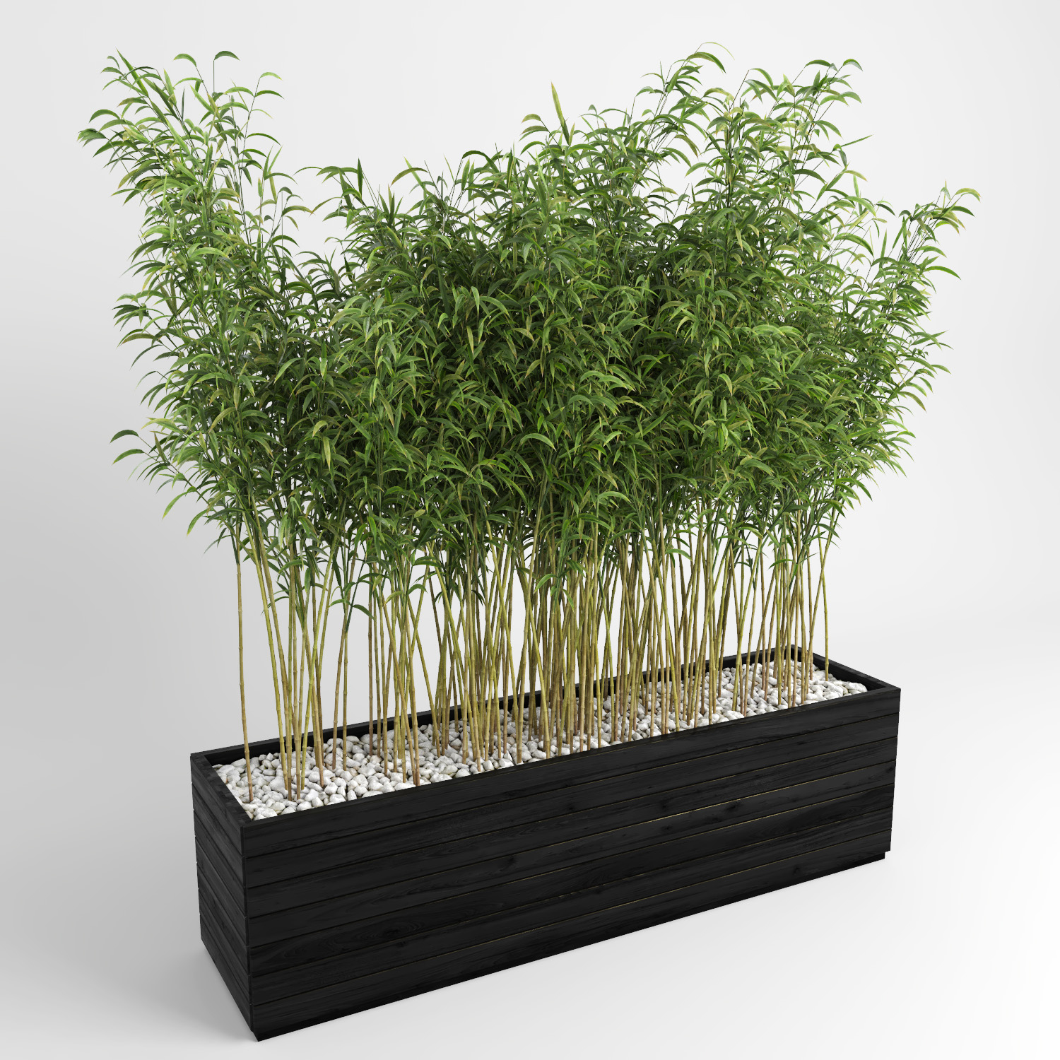 Bamboo plants fargesia murielae model - TurboSquid 1083701