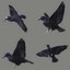 3D animation crow