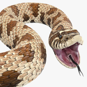 brown hognose snake rigged model