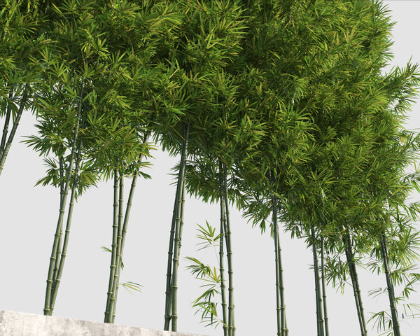 3d bamboo trees