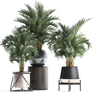 3D houseplants fan palm model
