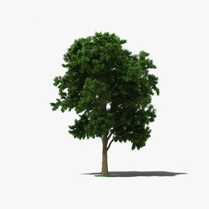 3D ash tree model