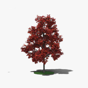 red maple young model