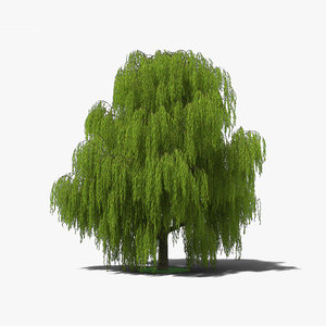 3D willow tree