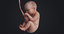 fetus human 3D