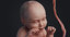 fetus human 3D