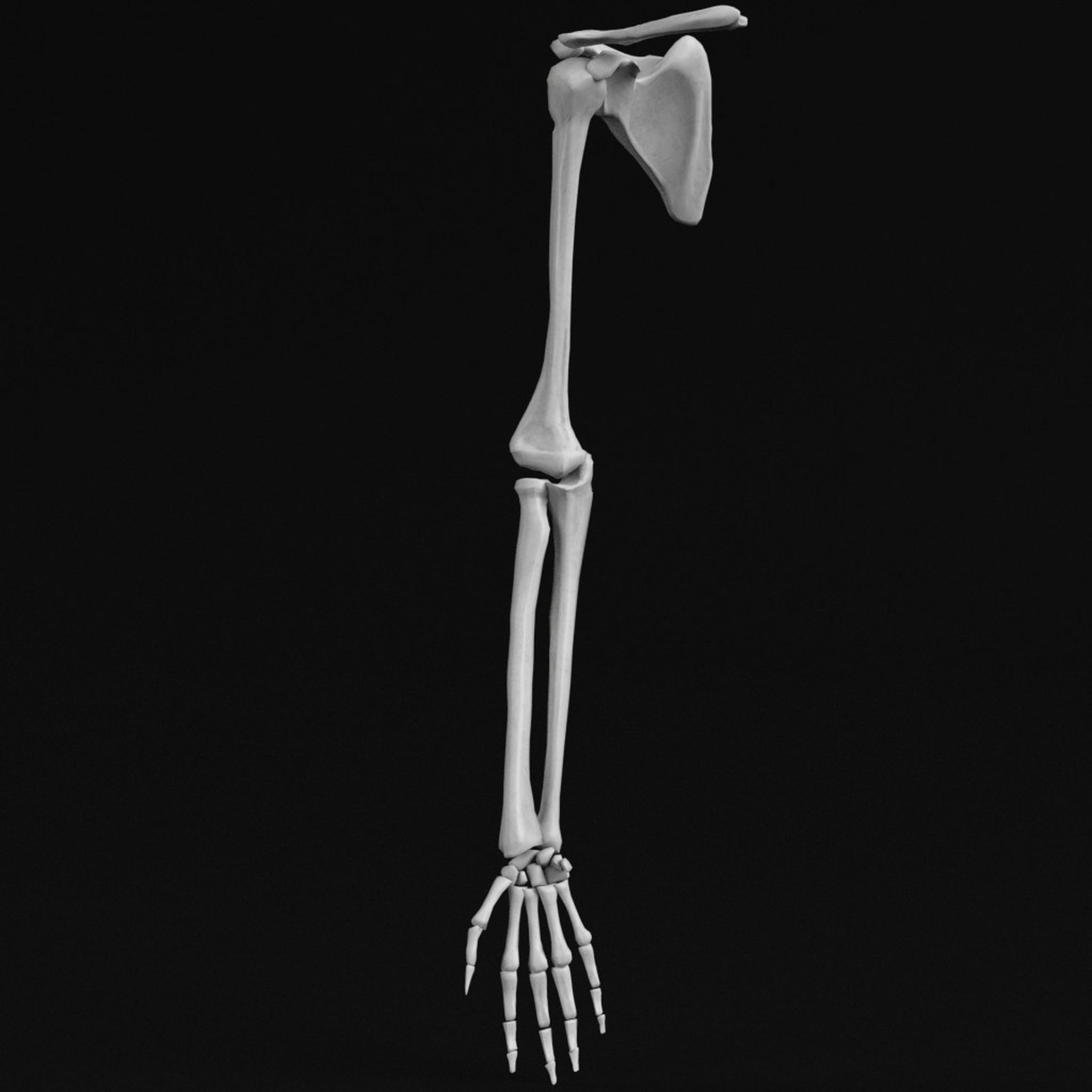 3d model of human hand arm bones