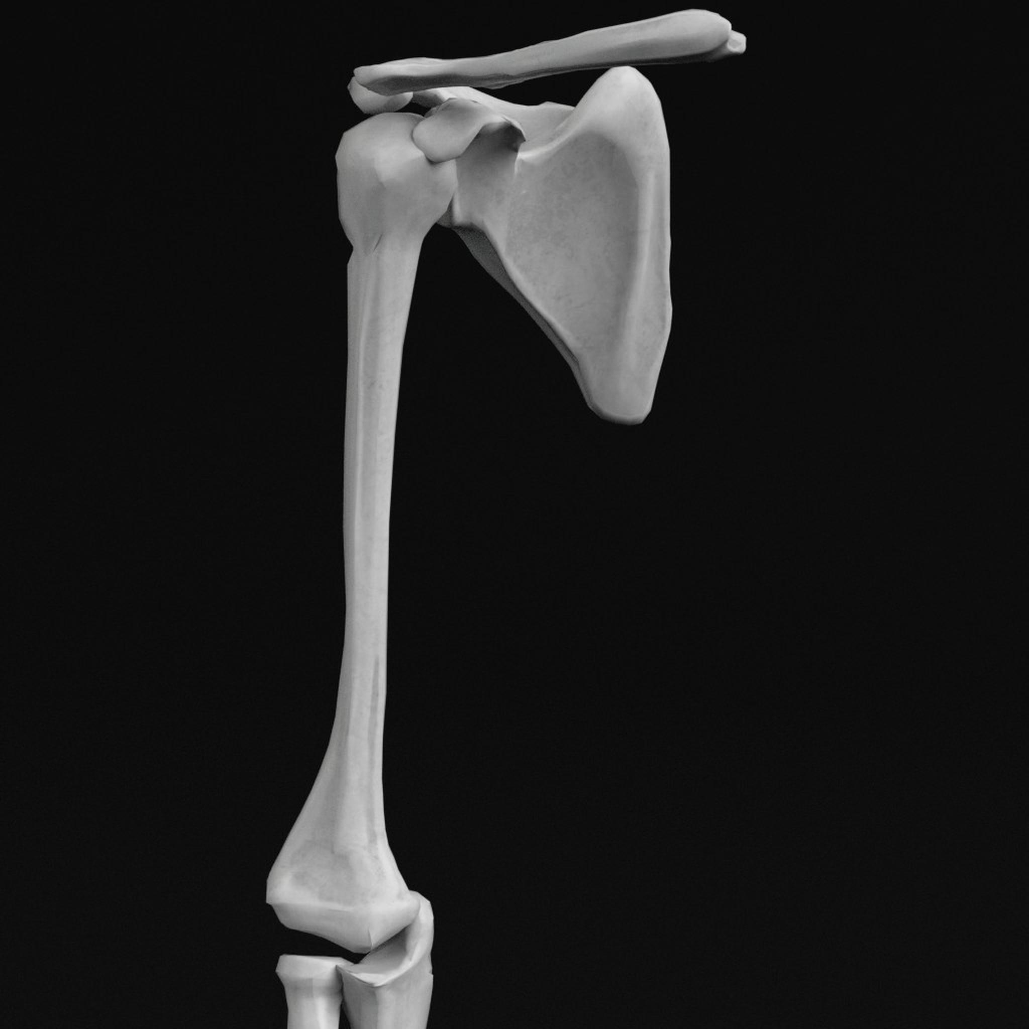 3d model of human hand arm bones