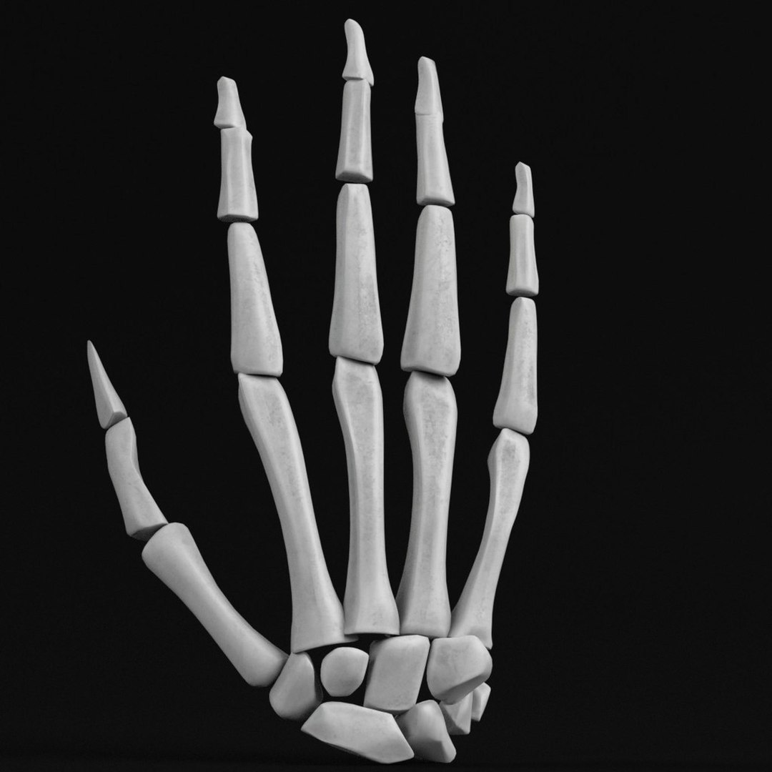 human hand bones 3d model