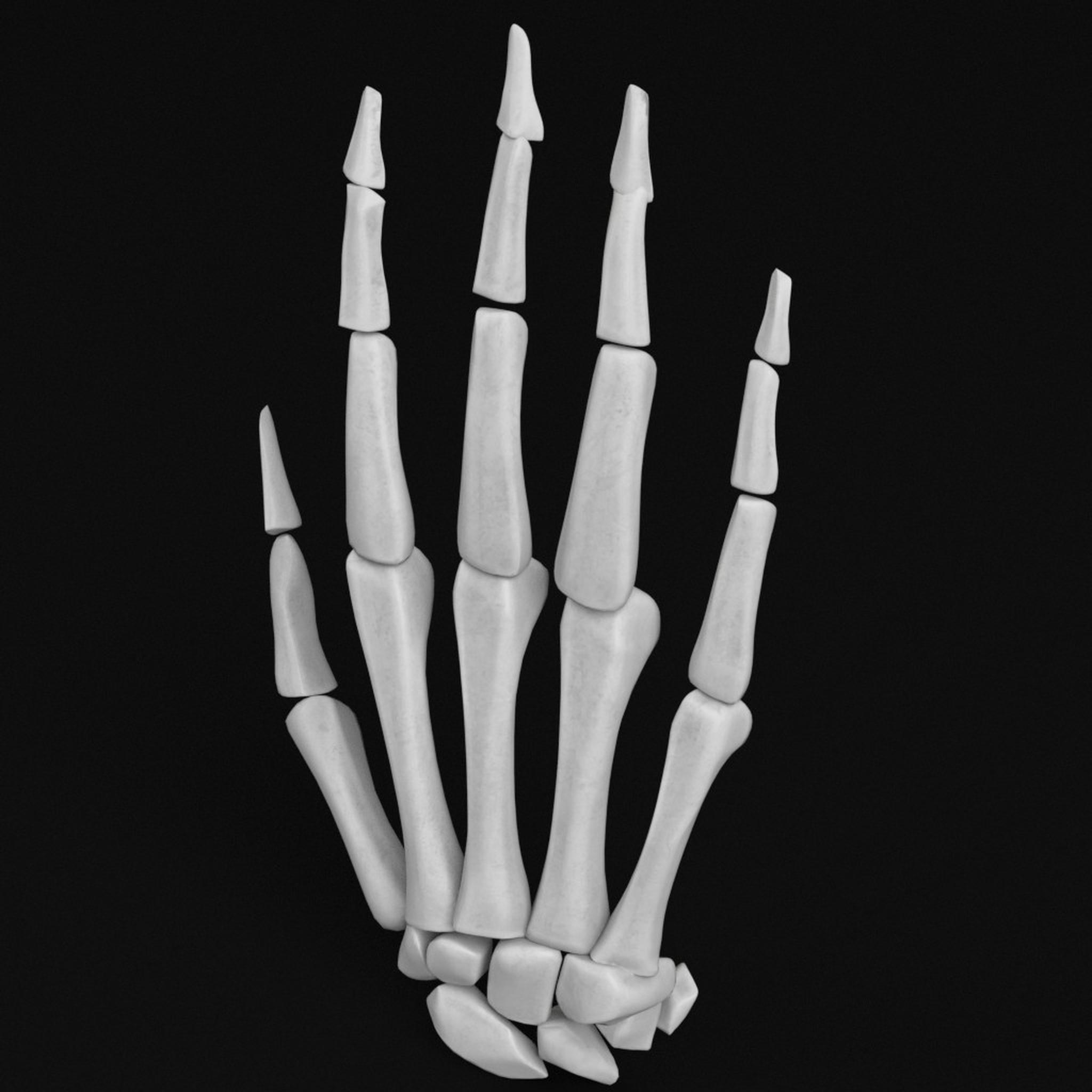 human hand bones 3d model