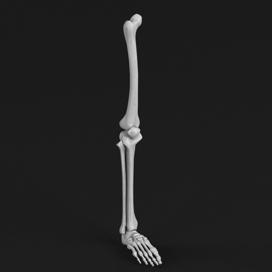 Human leg foot bones 3D model - TurboSquid 1176968