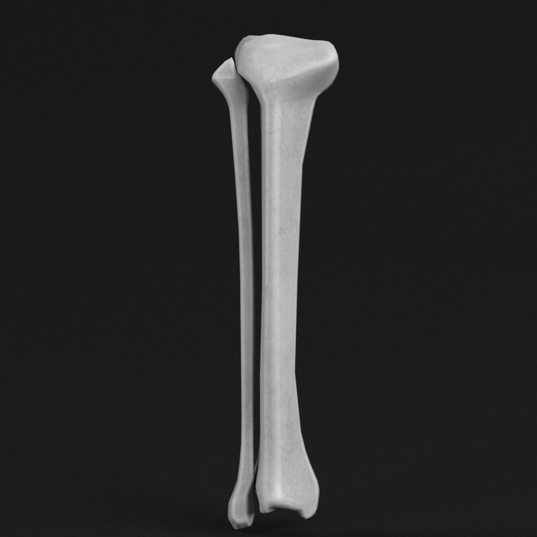 Tibia fibula 3D model - TurboSquid 1174816