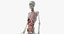 male anatomy blender rigged model