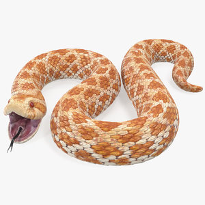 3D beige hognose snake rigged
