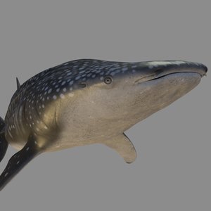 realistic whale shark rigged 3D model