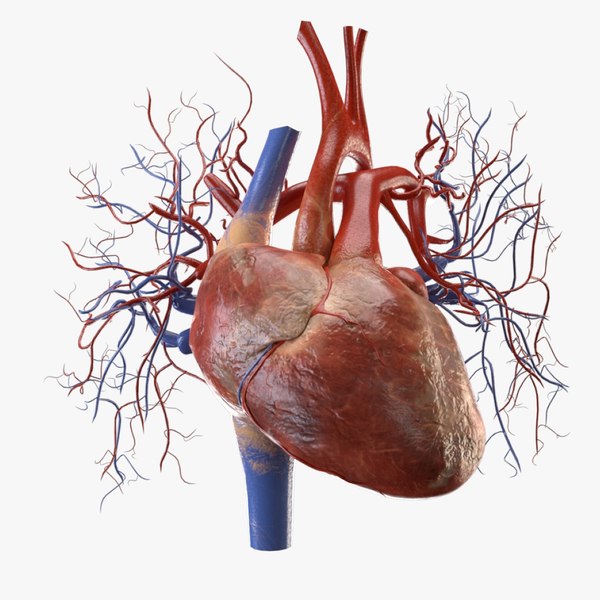 3d human heart model free online