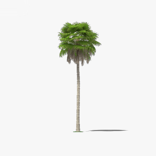 Washingtonia Robusta Palme 3d Modell Turbosquid 1502791