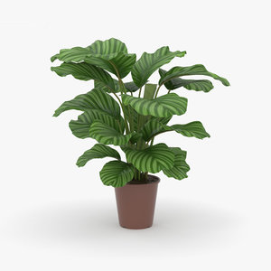 calathea plant nature 3D model