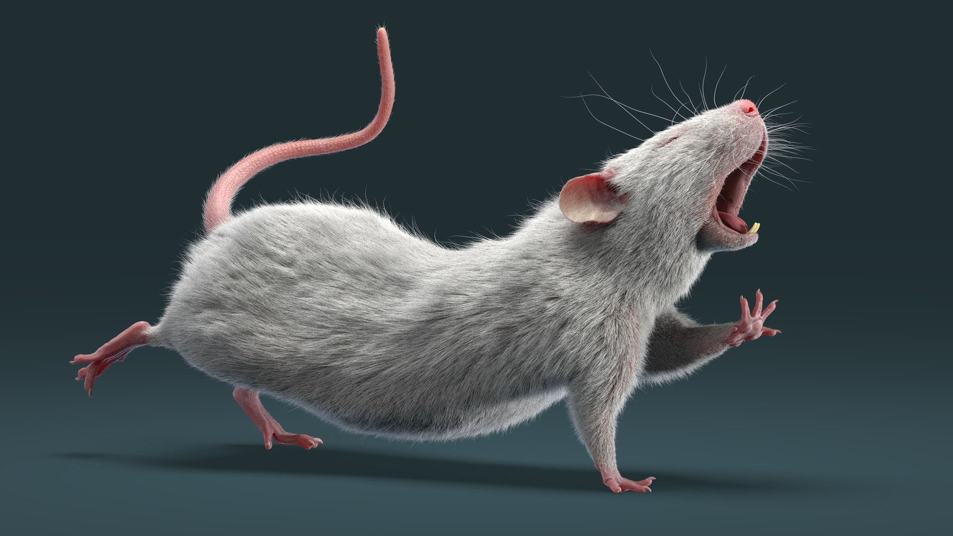 3D rat rigged fur animations model - TurboSquid 1502888