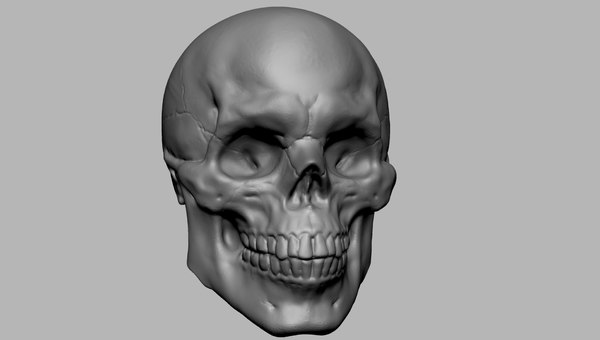 3d Skull Turbosquid