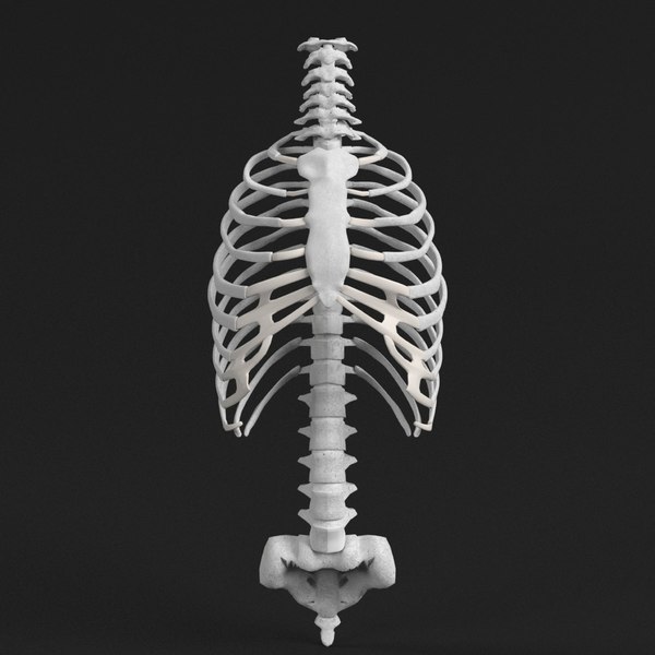 human rib cage 3d model