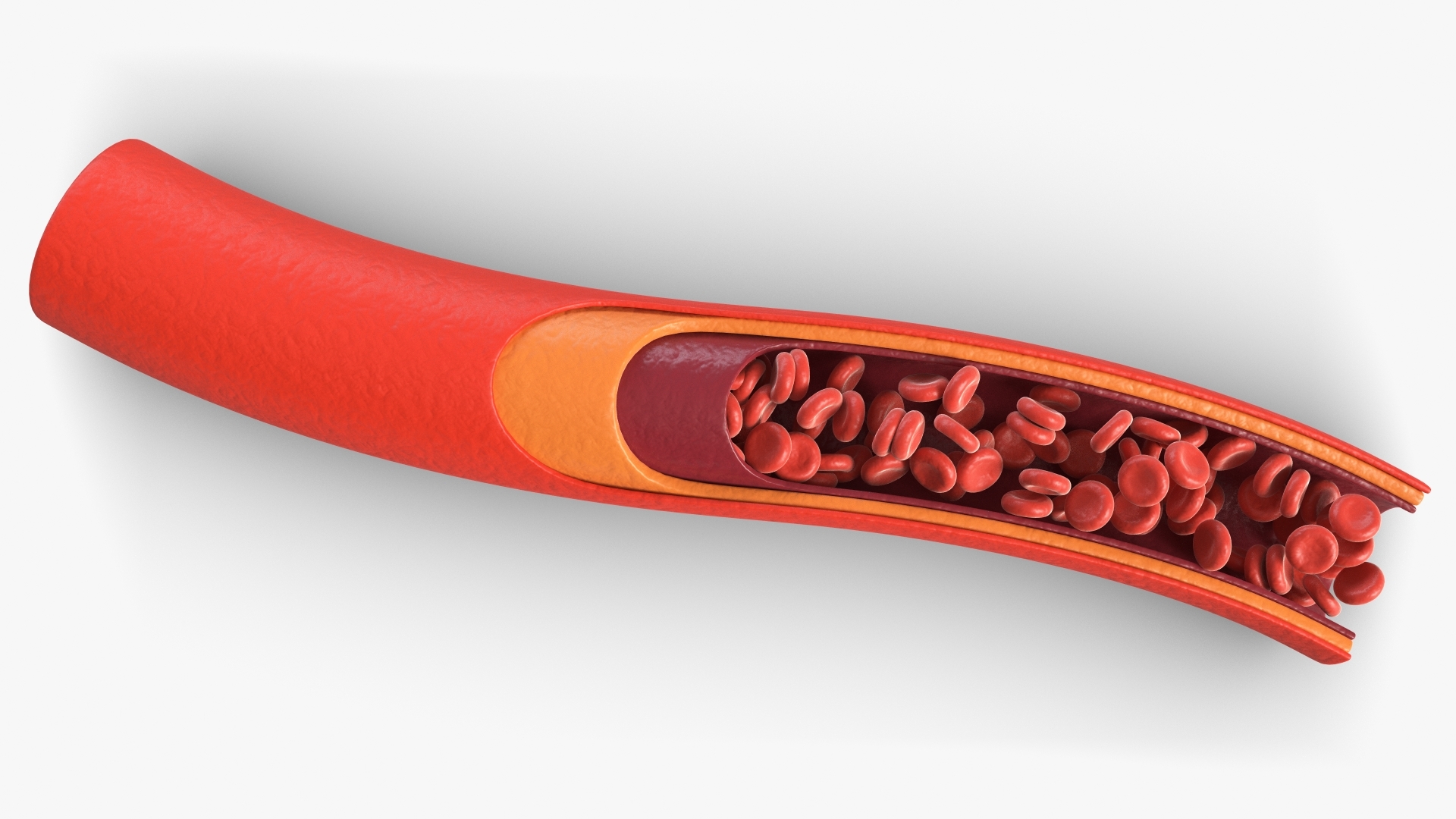 血管在部分3d模型