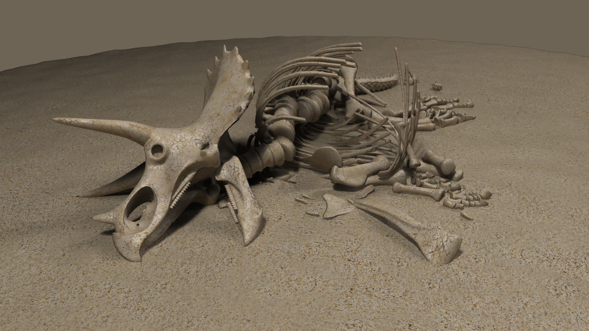triceratops bones