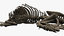 triceratops bones 3D model