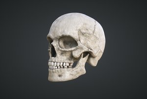 3D print human skull