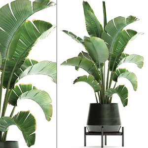 exotic plants banana tree 3D model