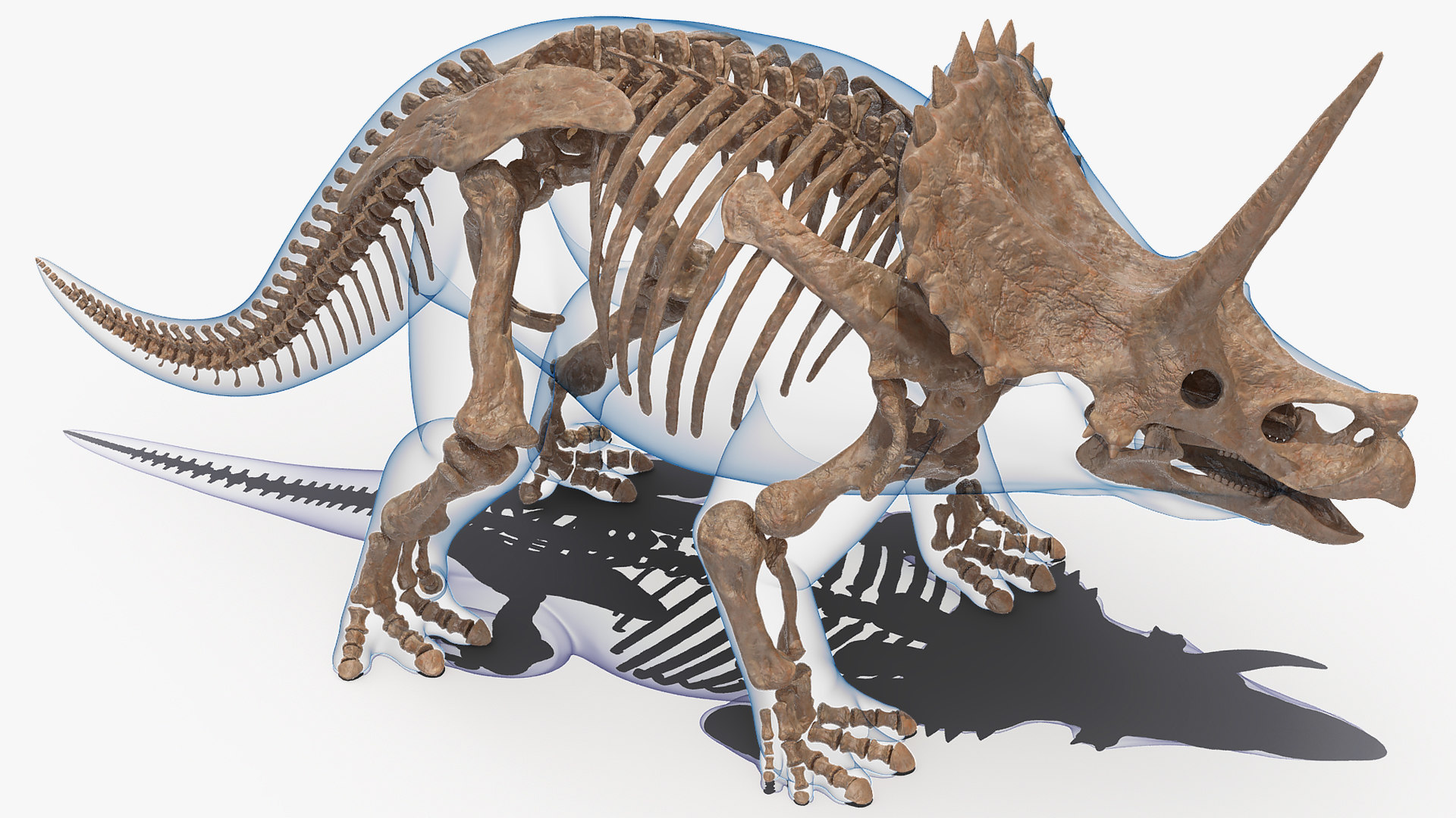 tyrannosaurus triceratops fossil