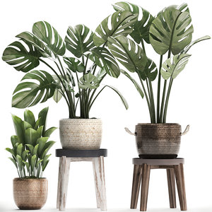 3D model exotic plants monstera