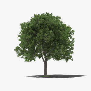 elm tree 3D