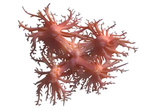 cancer cell 3D model