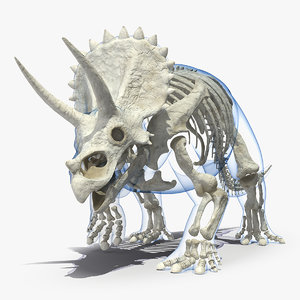 3D triceratops skeleton walking pose