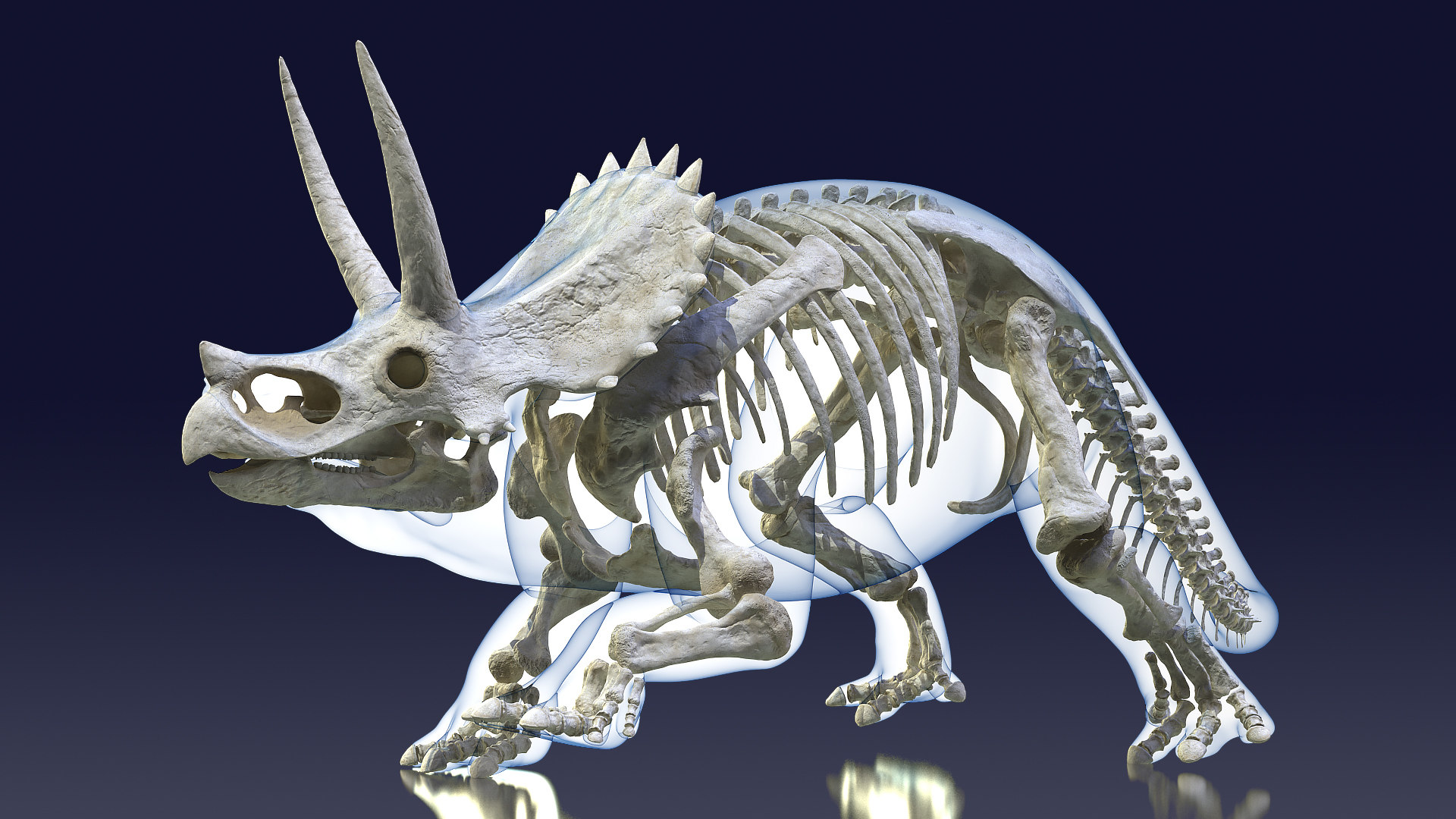 full triceratops skeleton