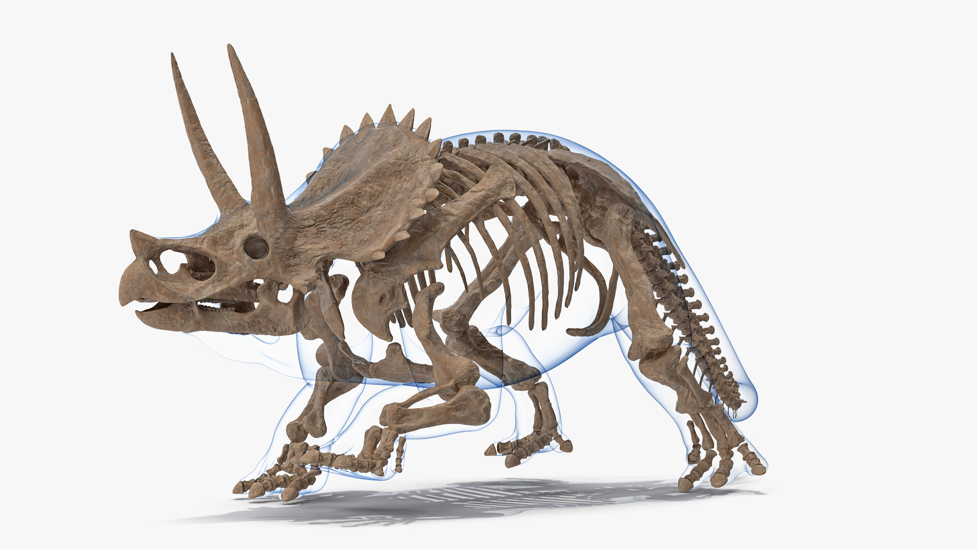 triceratops skeleton museum