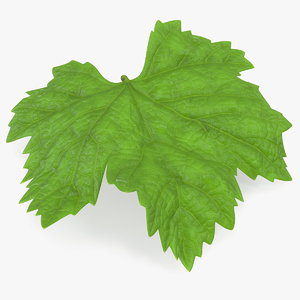 grape leaf 3D