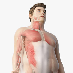 obese male anatomy rigged 3D model