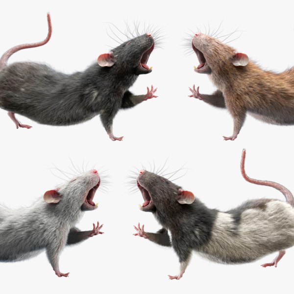 低聚3d鼠模型