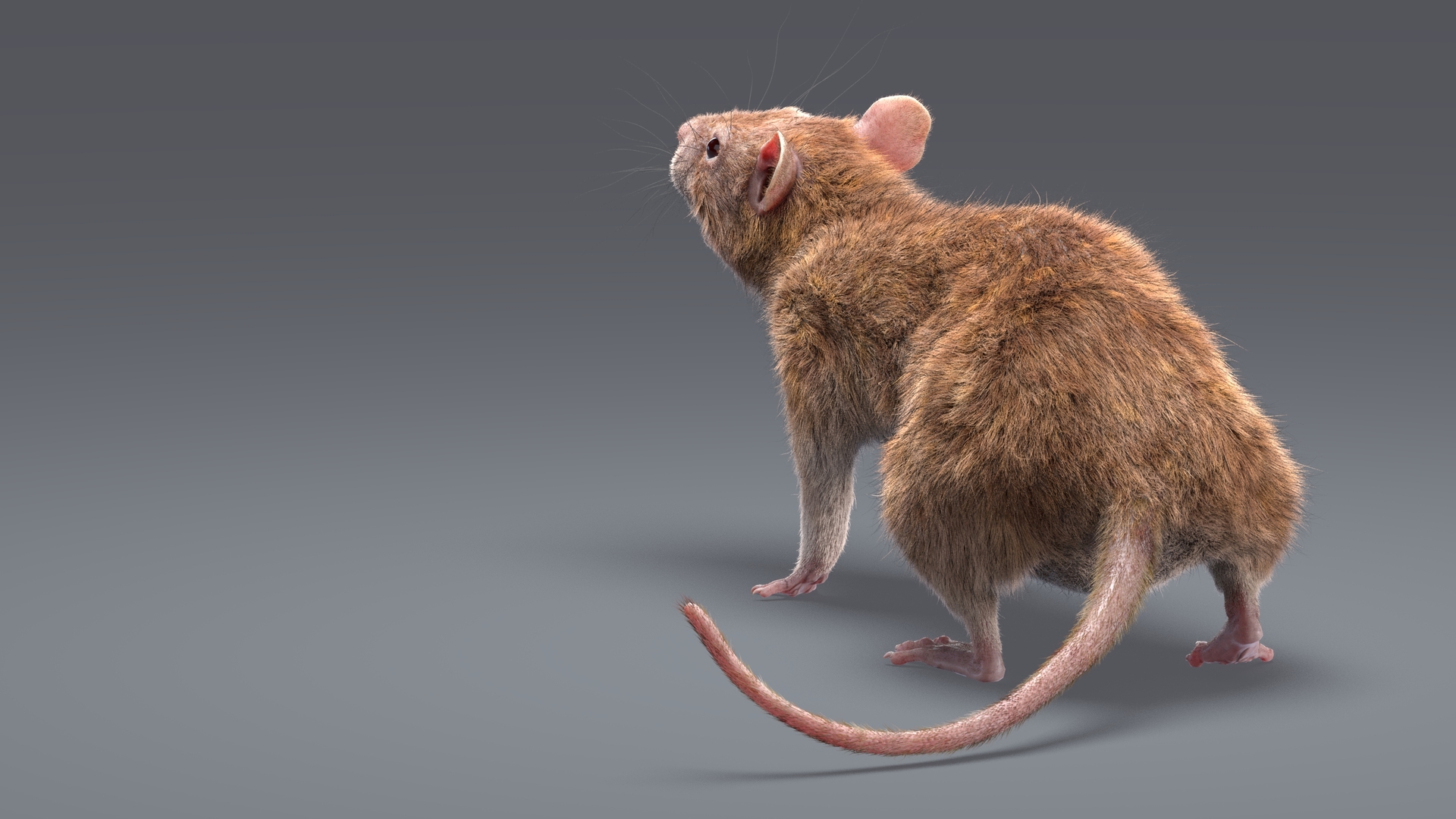 Coleção Rats (Rigged) Modelo 3D - TurboSquid 1503848