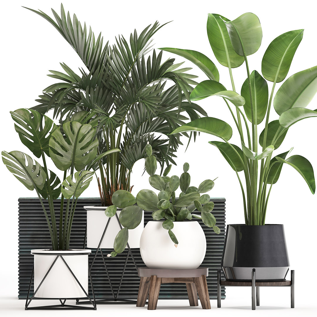 3D plants potted exotic - TurboSquid 1504033