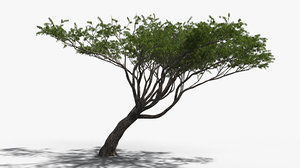 3D acacia tree