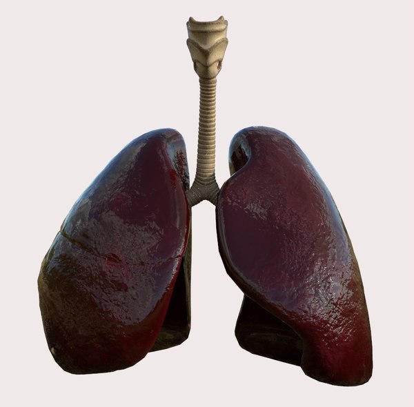 Lungs 3D Models for Download | TurboSquid