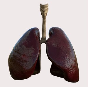 3D humman lungs