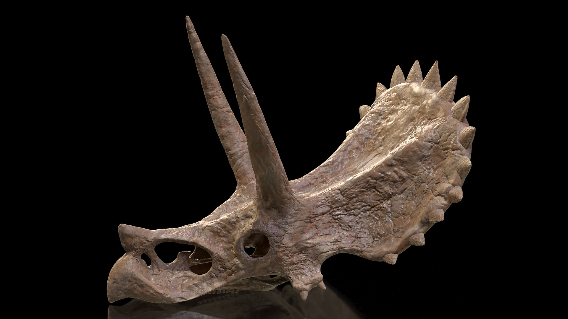 real triceratops skull for sale