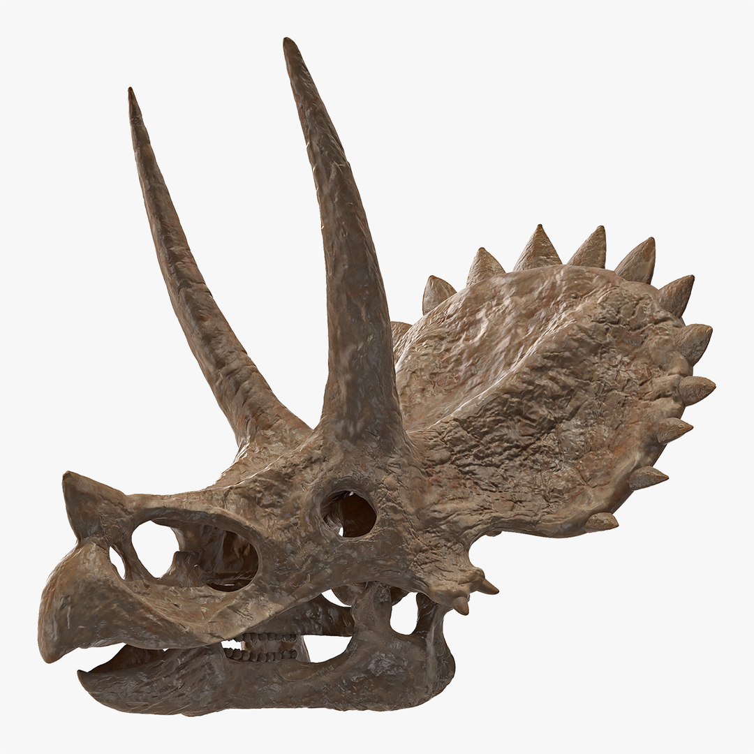 triceratops fossil auction