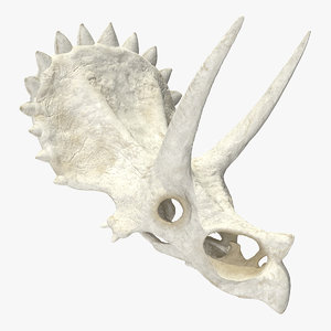 triceratops skull animal 3D model