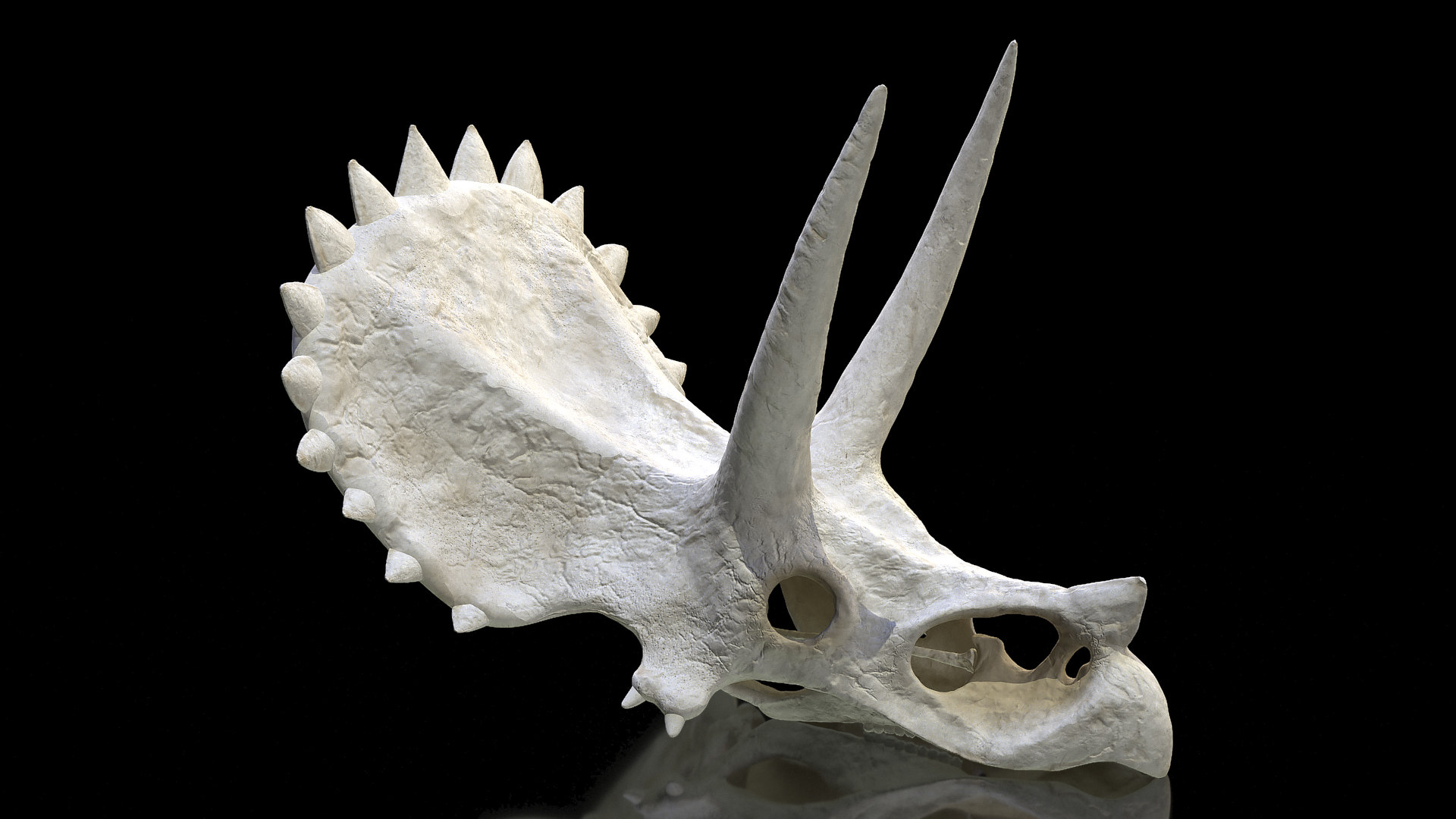 triceratops skull real