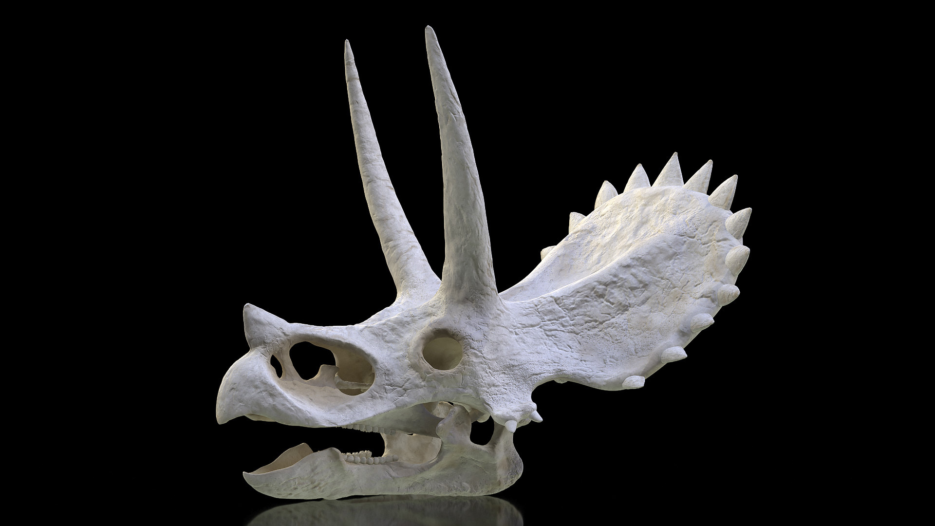 triceratops google 3d